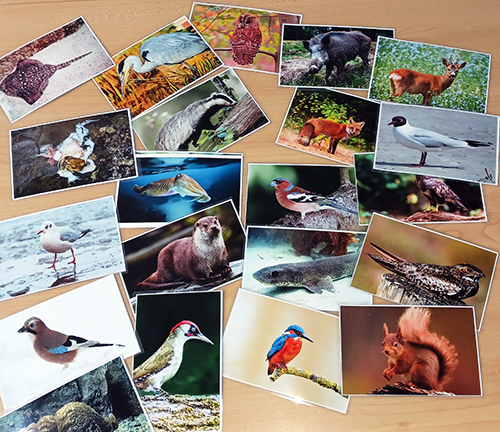 Carte jeu biodiversité Natur'Armor